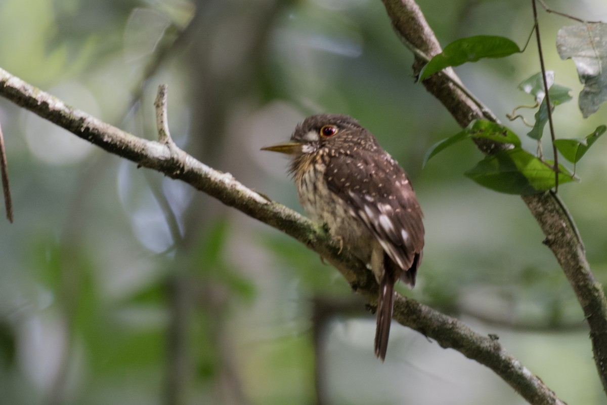 White-whiskered Puffbird - ML628895726