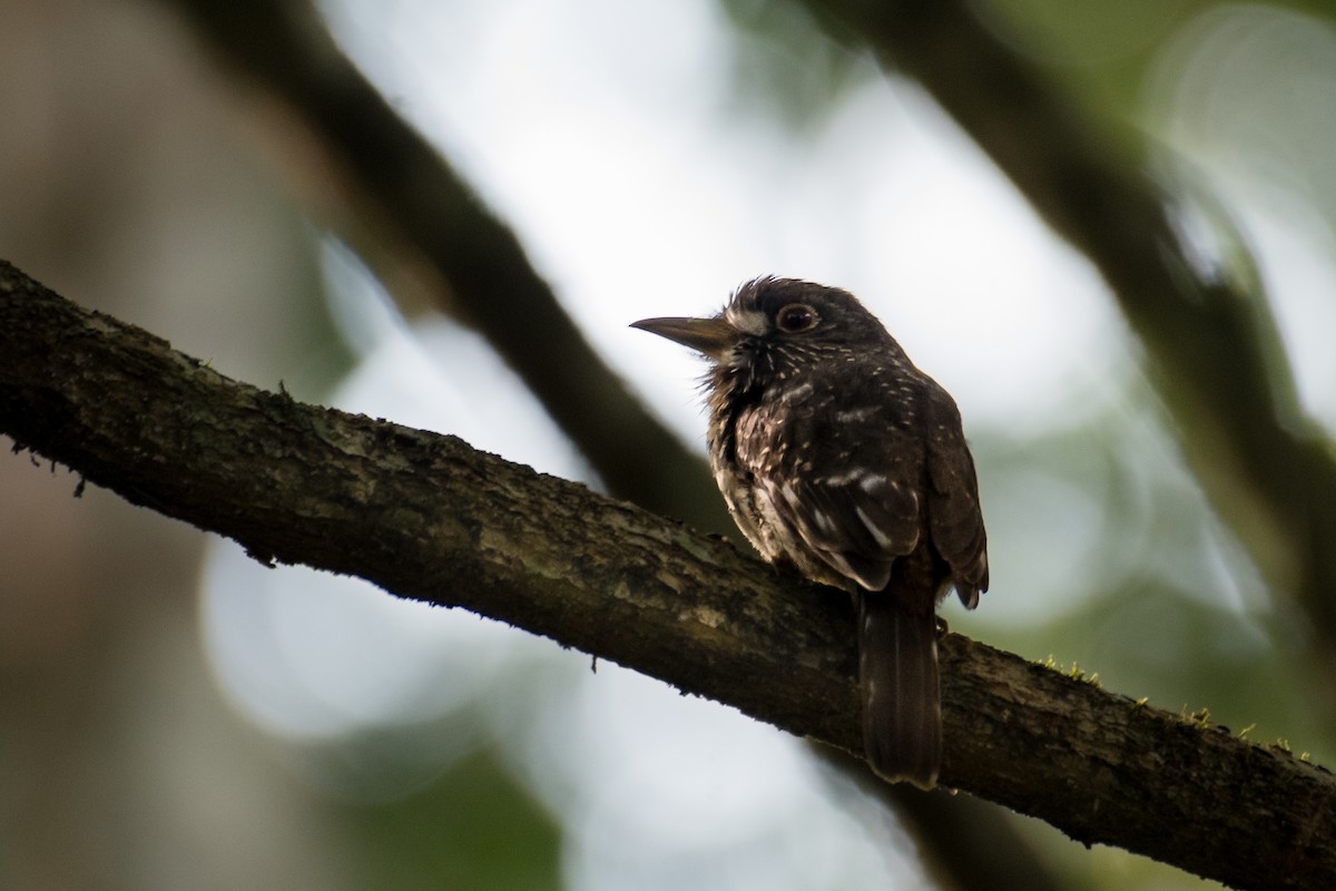 White-whiskered Puffbird - ML628895728