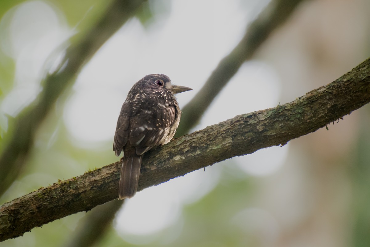 White-whiskered Puffbird - ML628895729