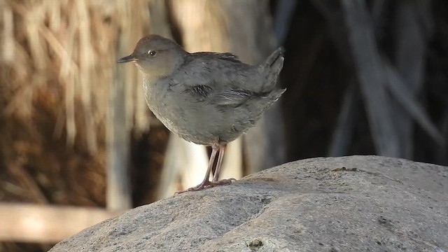 メキシコカワガラス - ML628895735