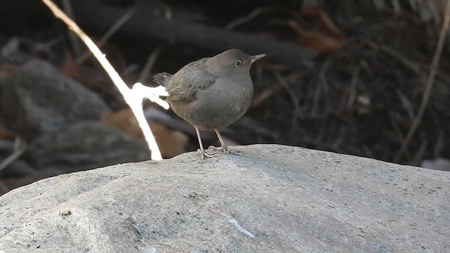 メキシコカワガラス - ML628895796