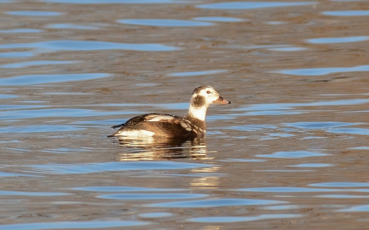 Long-tailed Duck - ML628895930