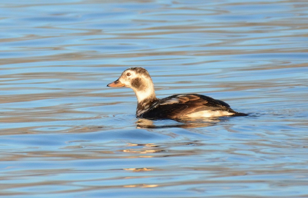 Long-tailed Duck - ML628895931