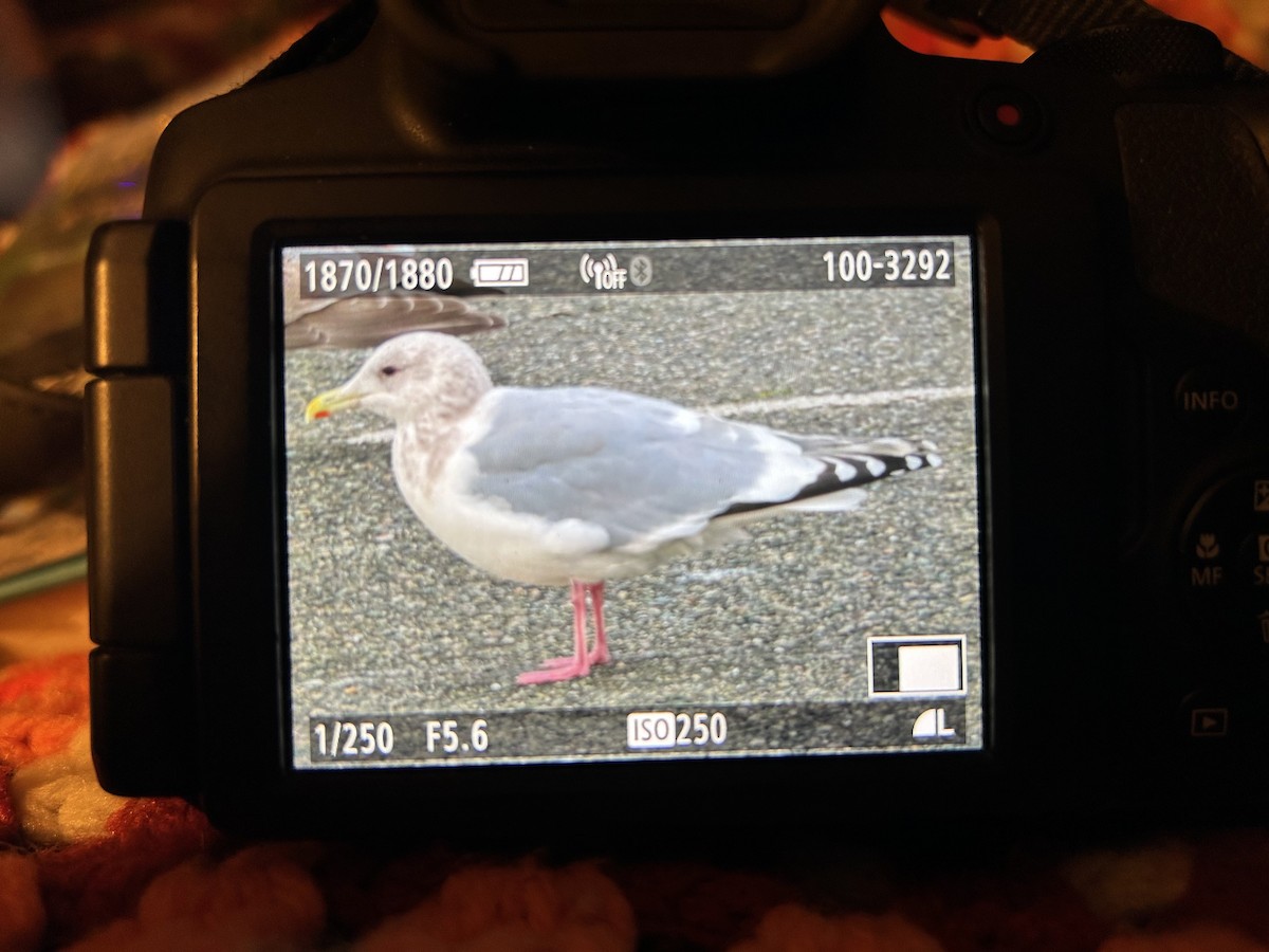 Iceland Gull (Thayer's) - ML628896021