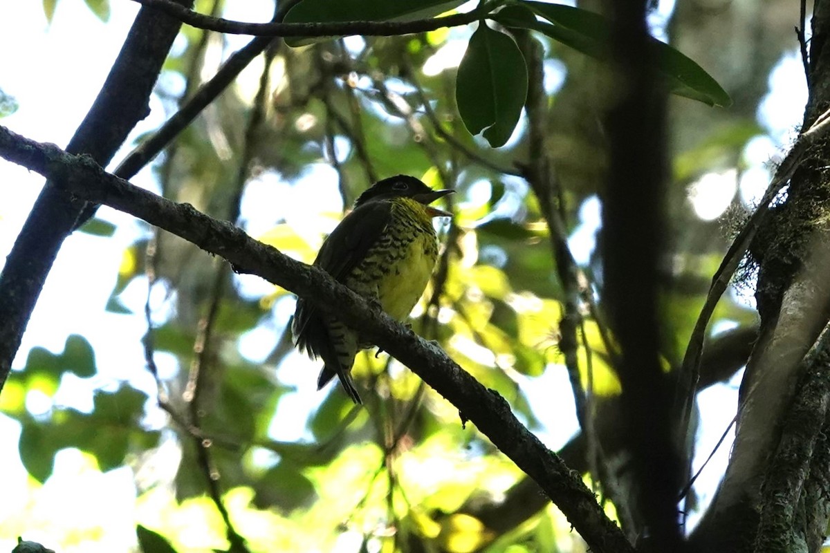 Brazilian Laniisoma - ML628896234