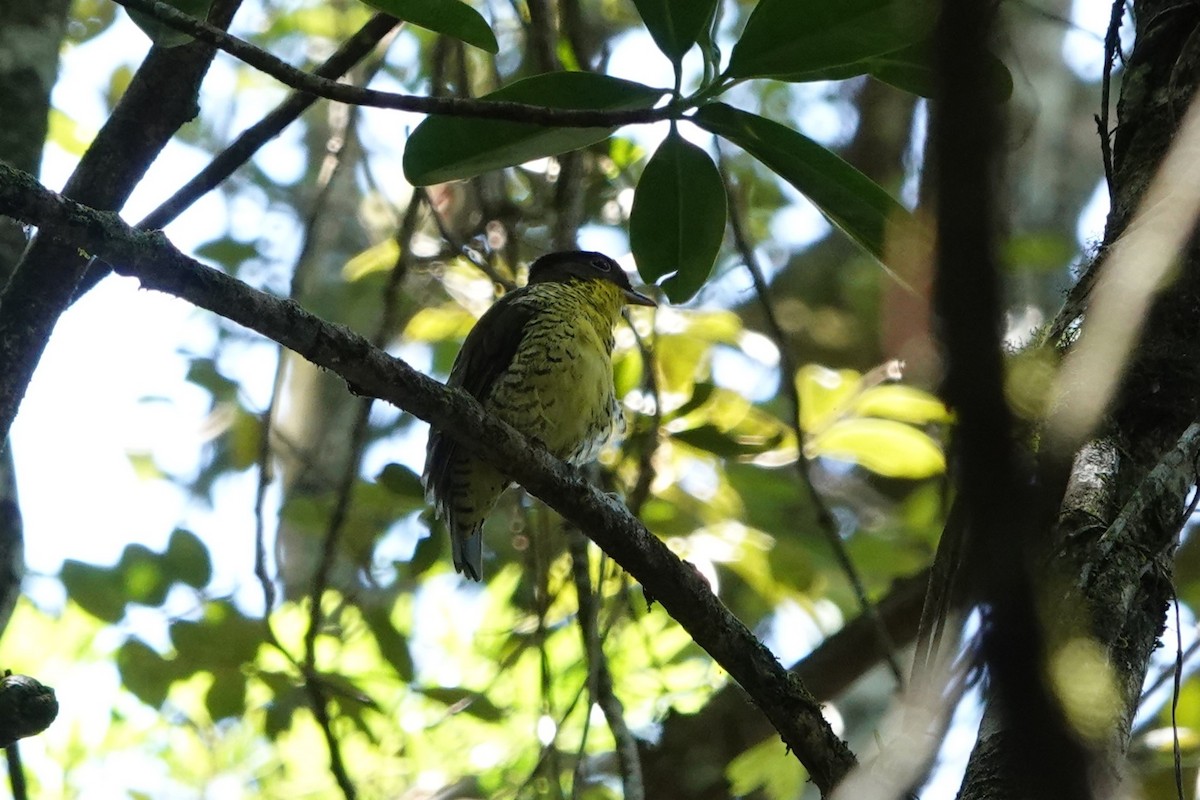 Brazilian Laniisoma - ML628896243