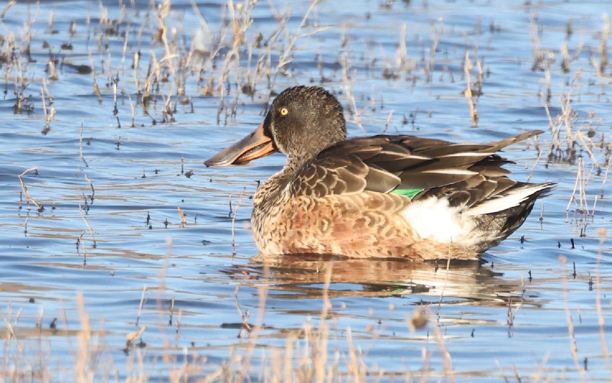 Northern Shoveler - ML628896247