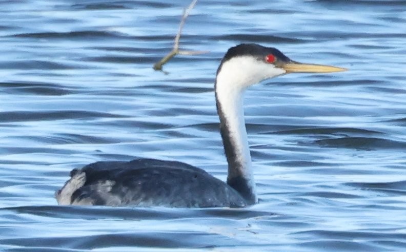 Western Grebe - ML628896291