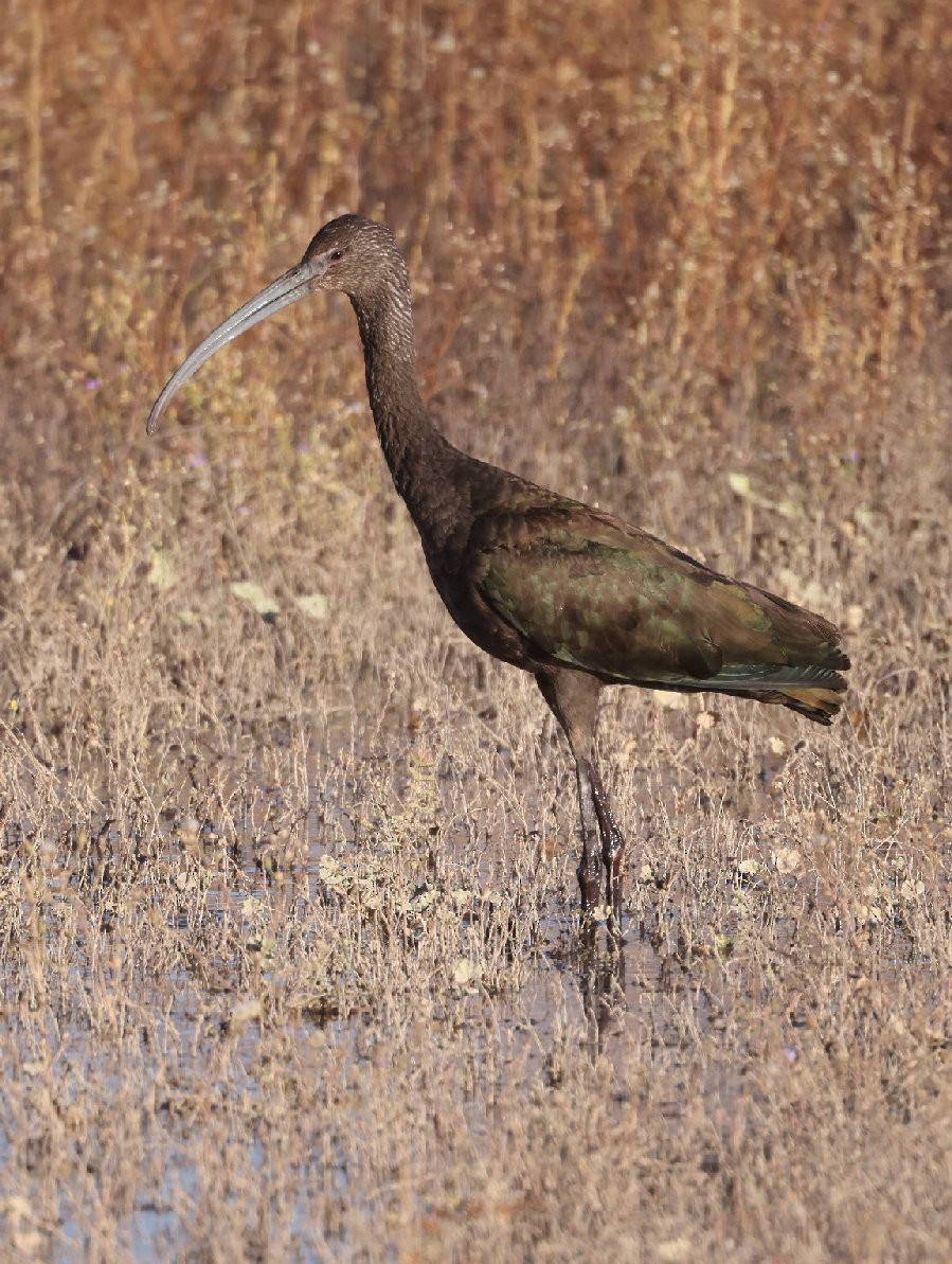 White-faced Ibis - ML628896326