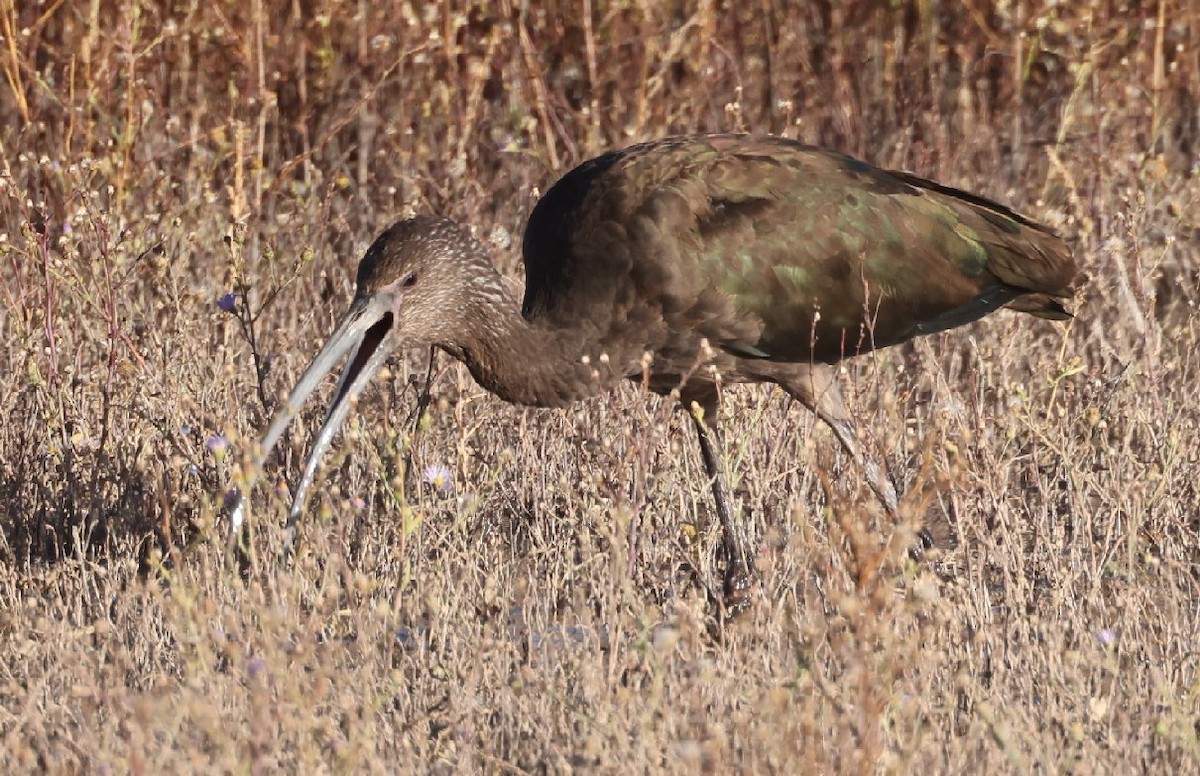 White-faced Ibis - ML628896332