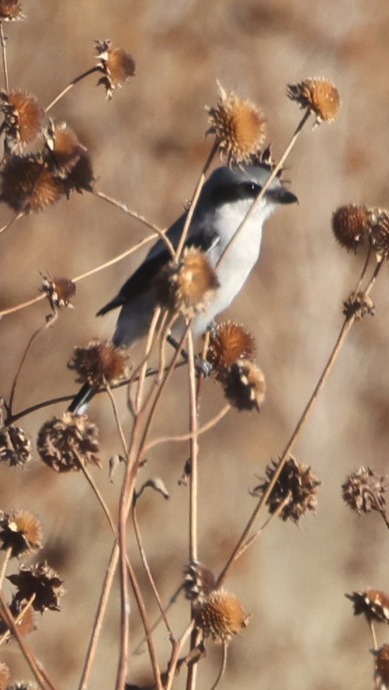 Loggerhead Shrike - ML628896346
