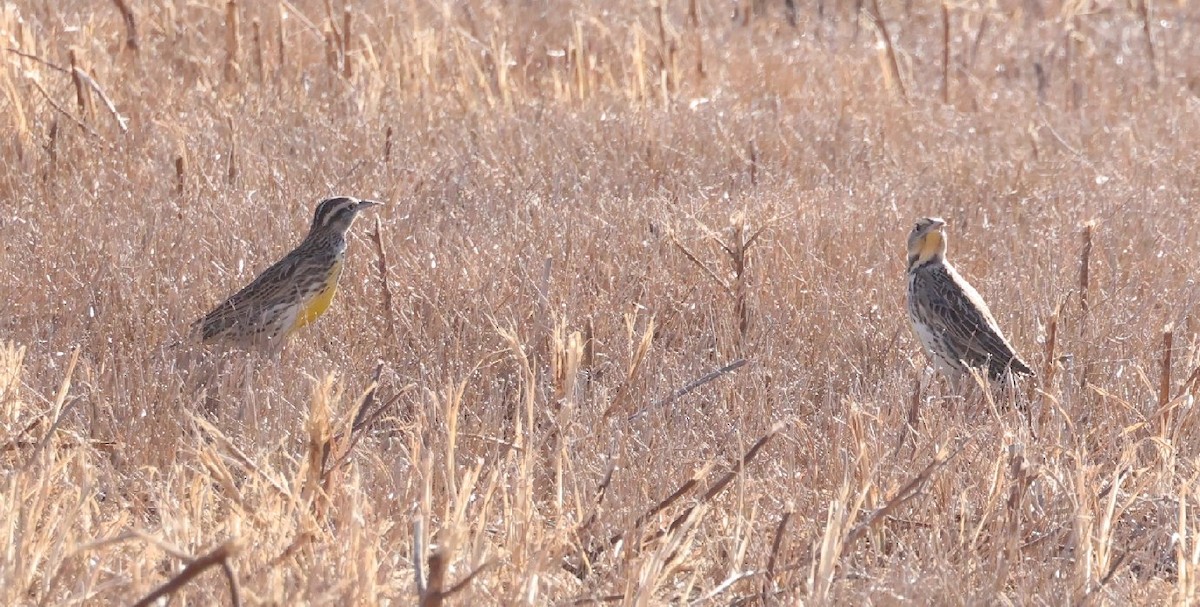 Western Meadowlark - ML628896353