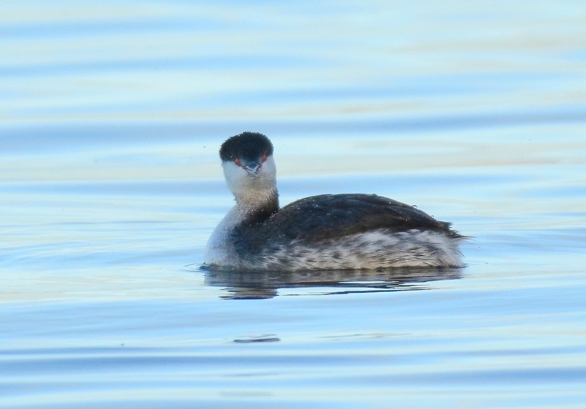 Horned Grebe - ML628896515