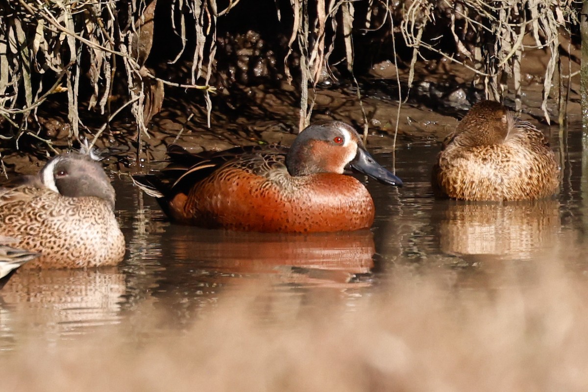 Blue-winged x Cinnamon Teal (hybrid) - ML628896543