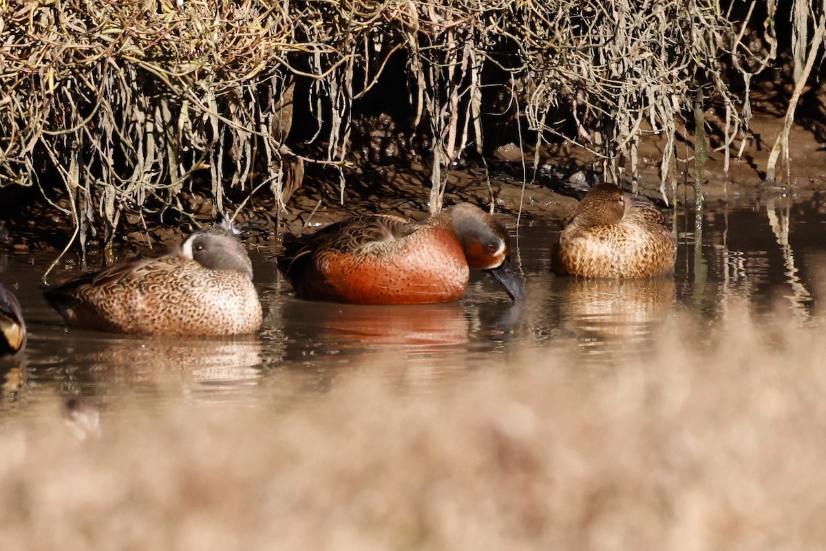 Blue-winged x Cinnamon Teal (hybrid) - ML628896607
