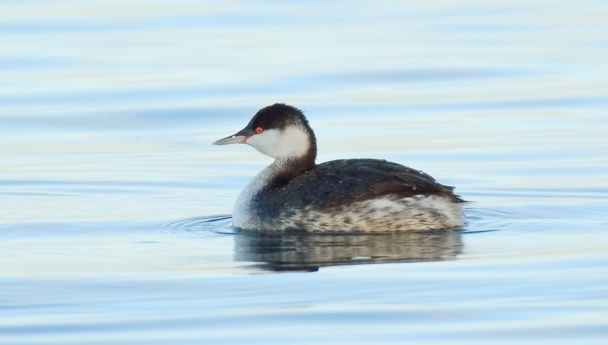 Horned Grebe - ML628896653