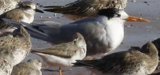 Lesser Crested Tern - ML628896654