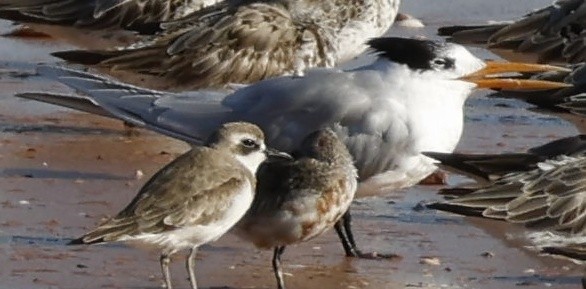 Lesser Crested Tern - ML628896655