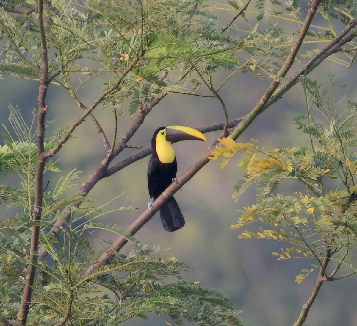 Toucan tocard (ambiguus/abbreviatus) - ML628896733