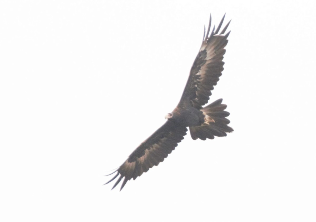 Wedge-tailed Eagle - ML628896849