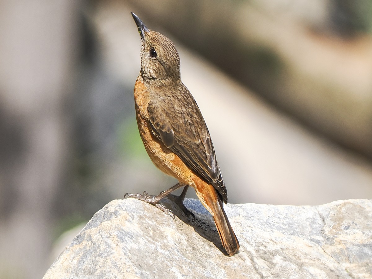 Cape Rock-Thrush - ML628896850