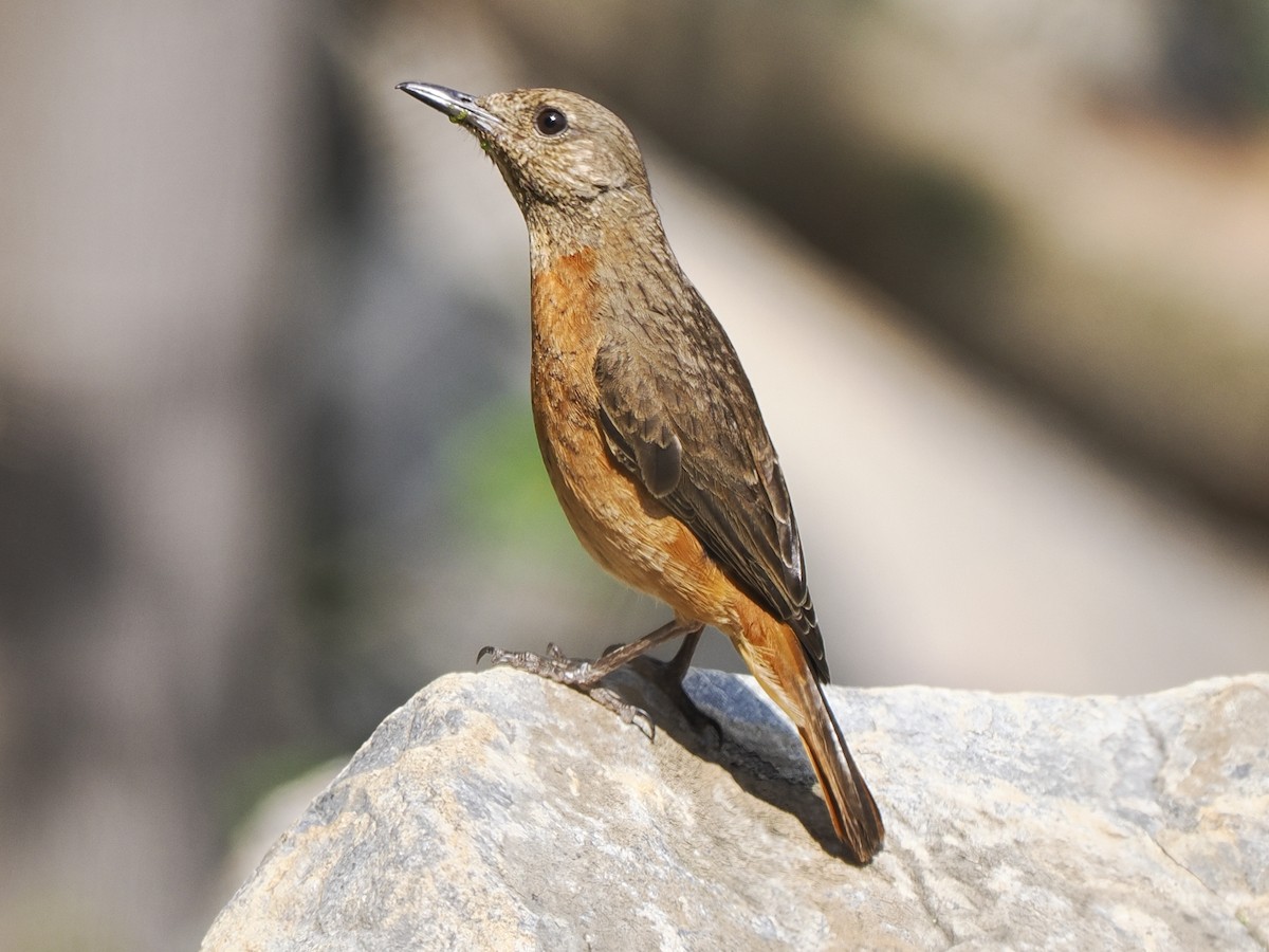 Cape Rock-Thrush - ML628896851