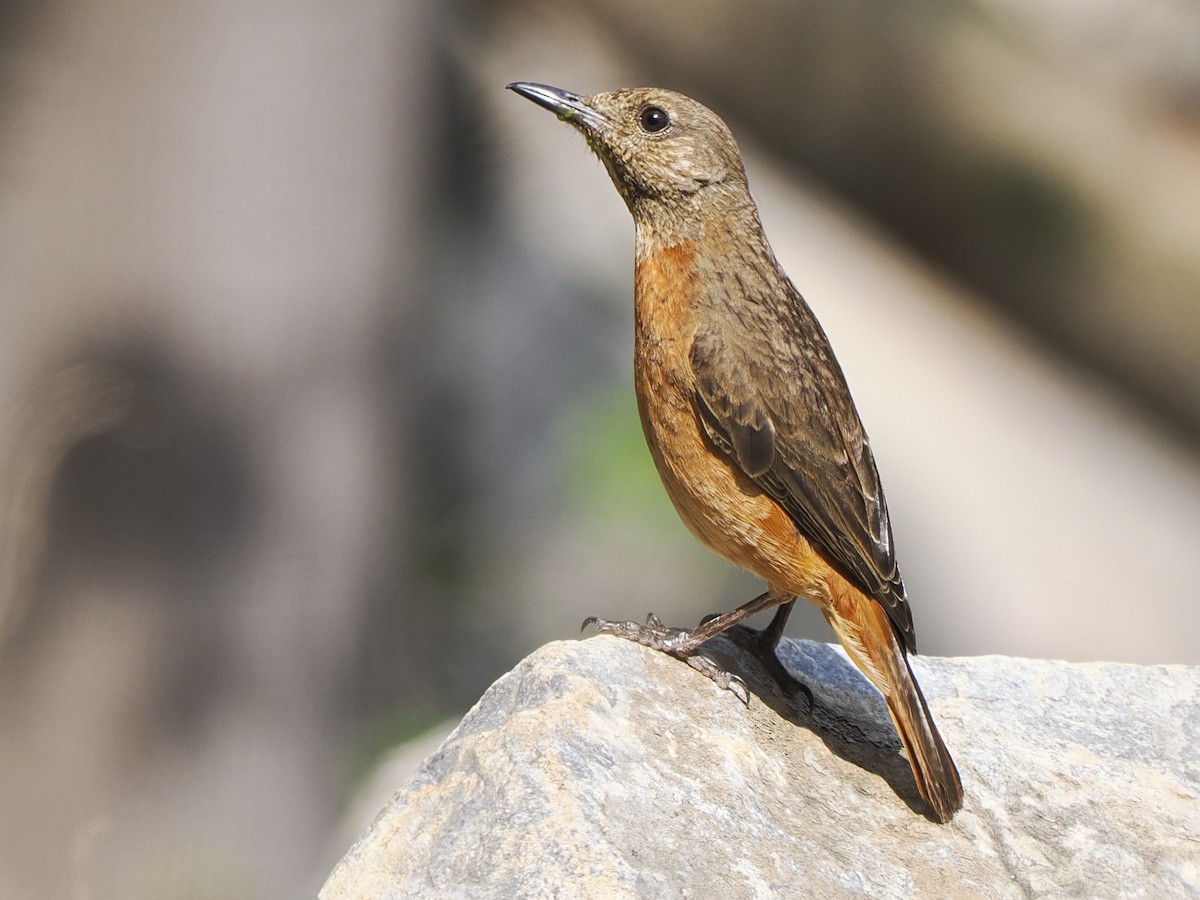 Cape Rock-Thrush - ML628896852