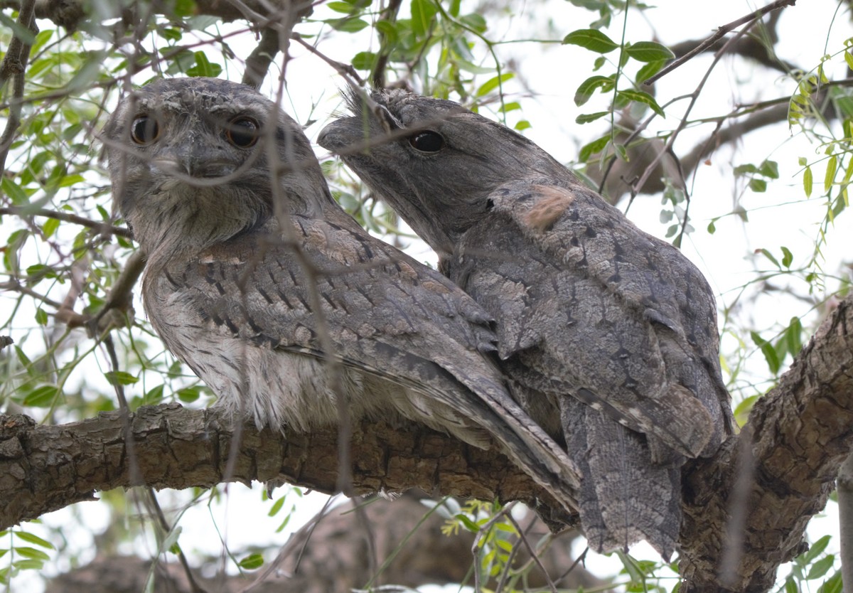 Tawny Frogmouth - ML628896864