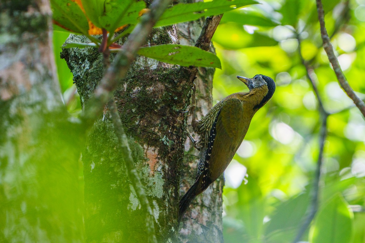 Streak-breasted Woodpecker - ML628896894