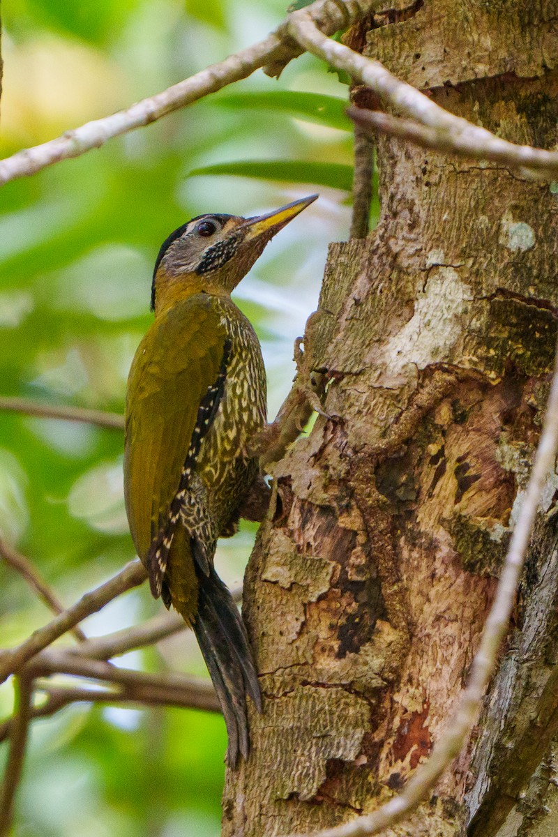 Streak-breasted Woodpecker - ML628896896