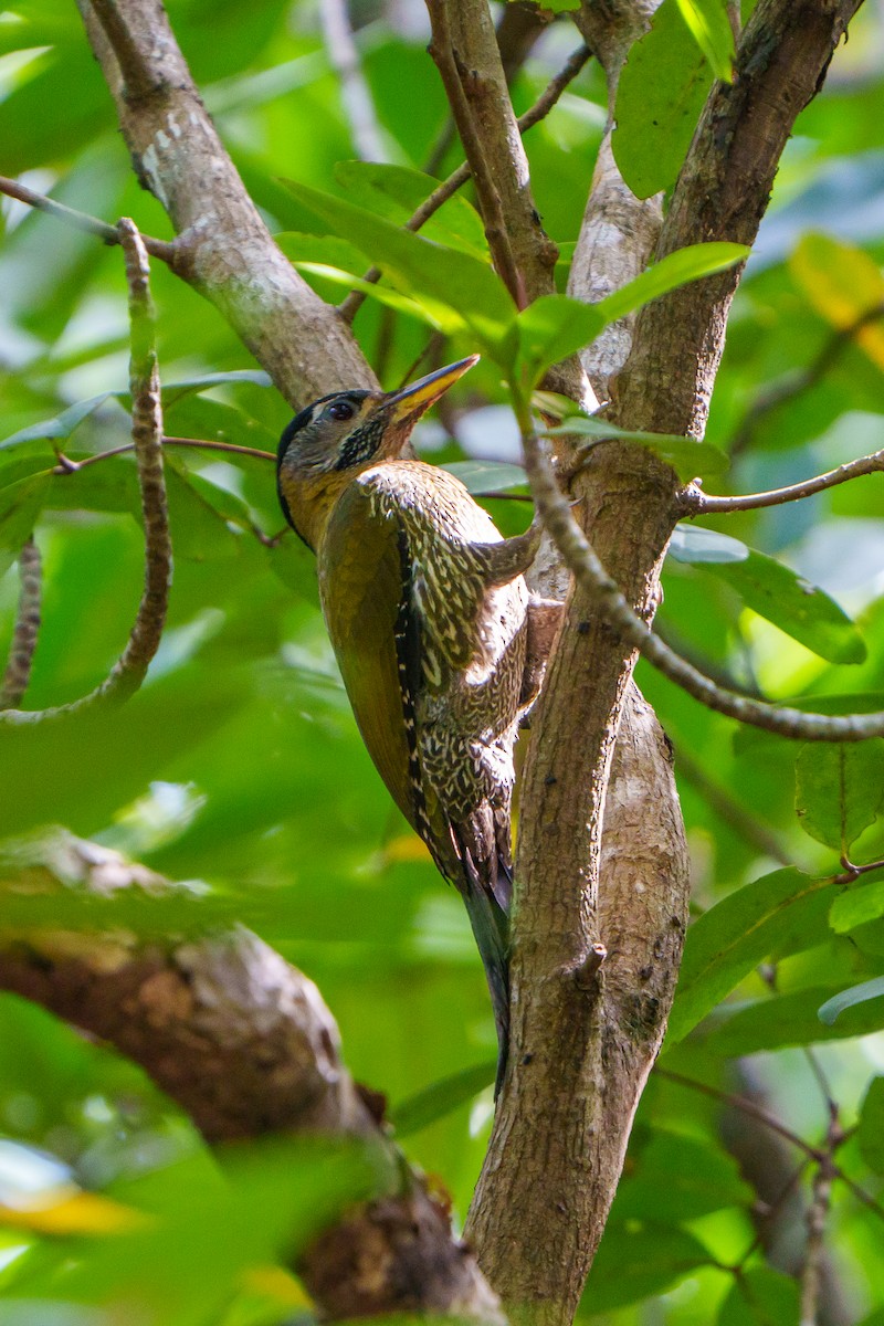 Streak-breasted Woodpecker - ML628896910