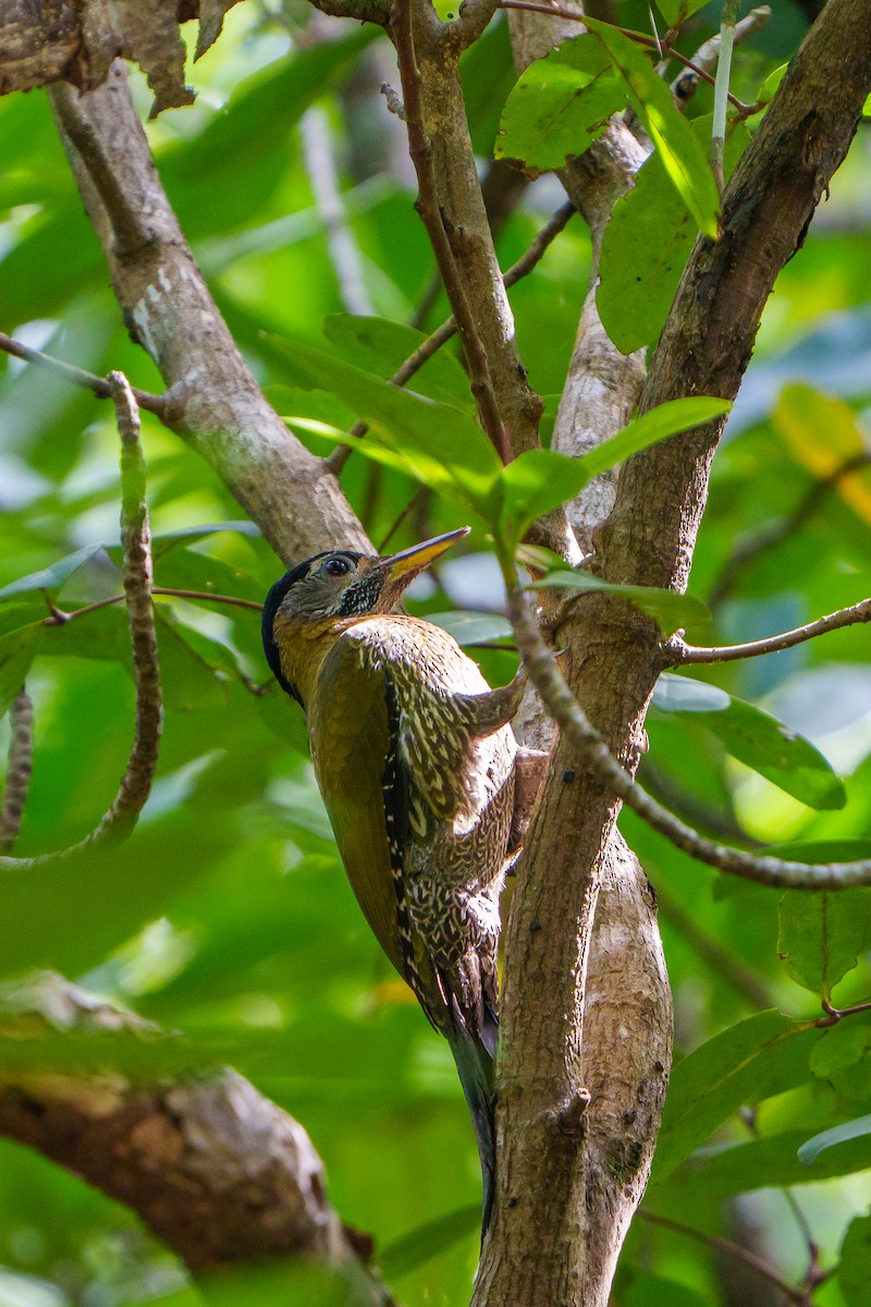 Streak-breasted Woodpecker - ML628896911