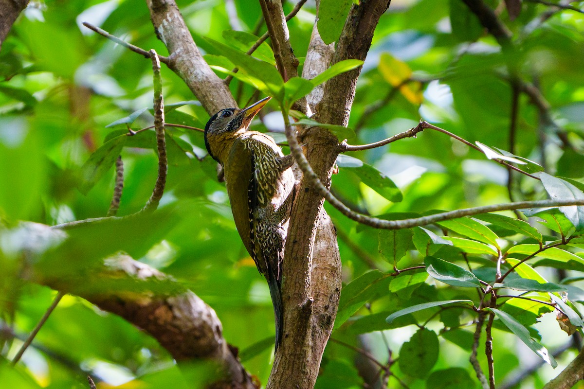 Streak-breasted Woodpecker - ML628896912