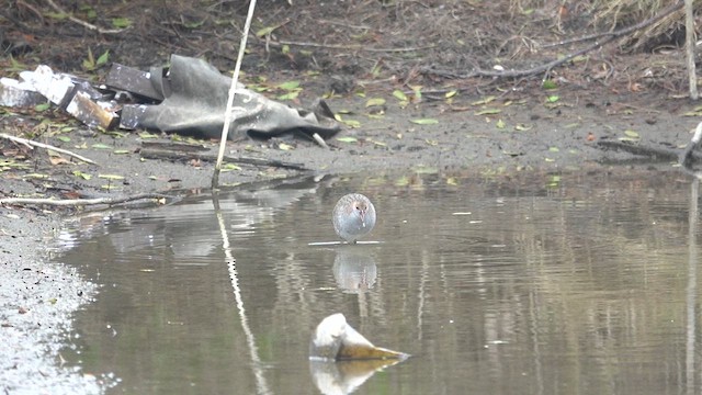 Slaty-breasted Rail - ML628897207
