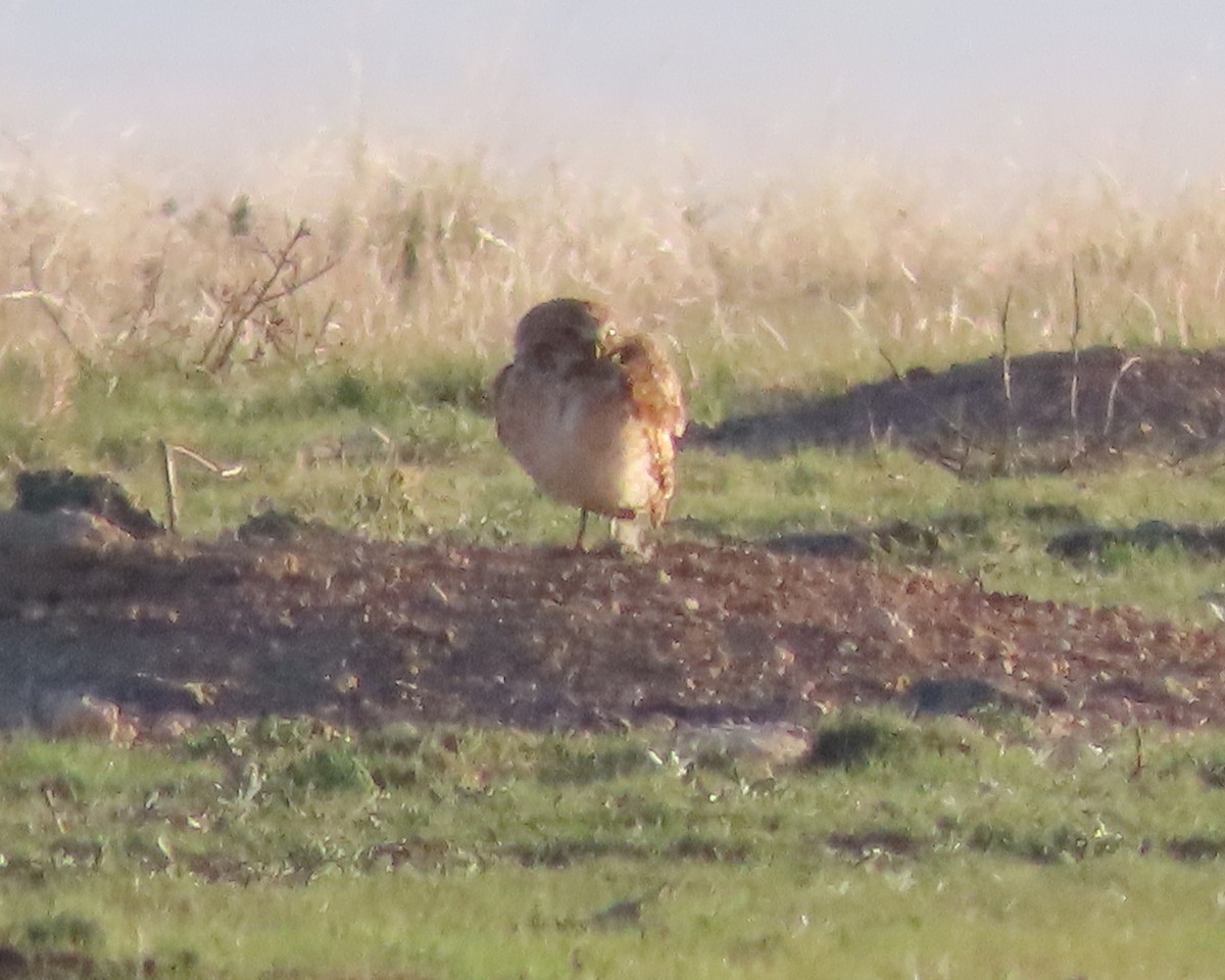 Burrowing Owl - ML628897261