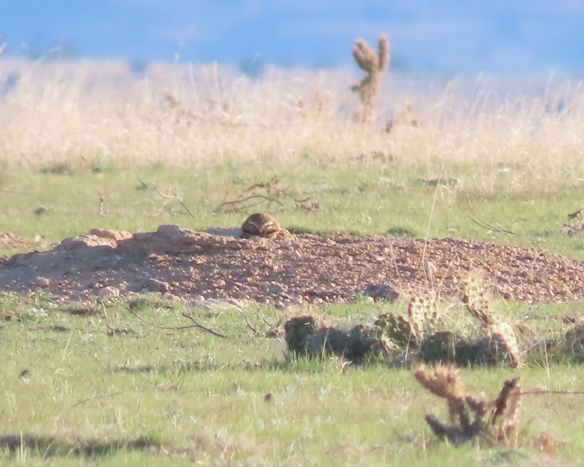 Burrowing Owl - ML628897262