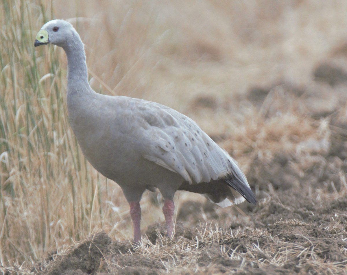 Cape Barren Goose - ML628897268