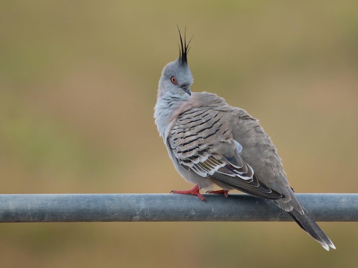 Crested Pigeon - ML628897275