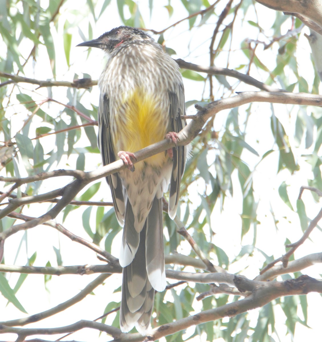 Red Wattlebird - ML628897284