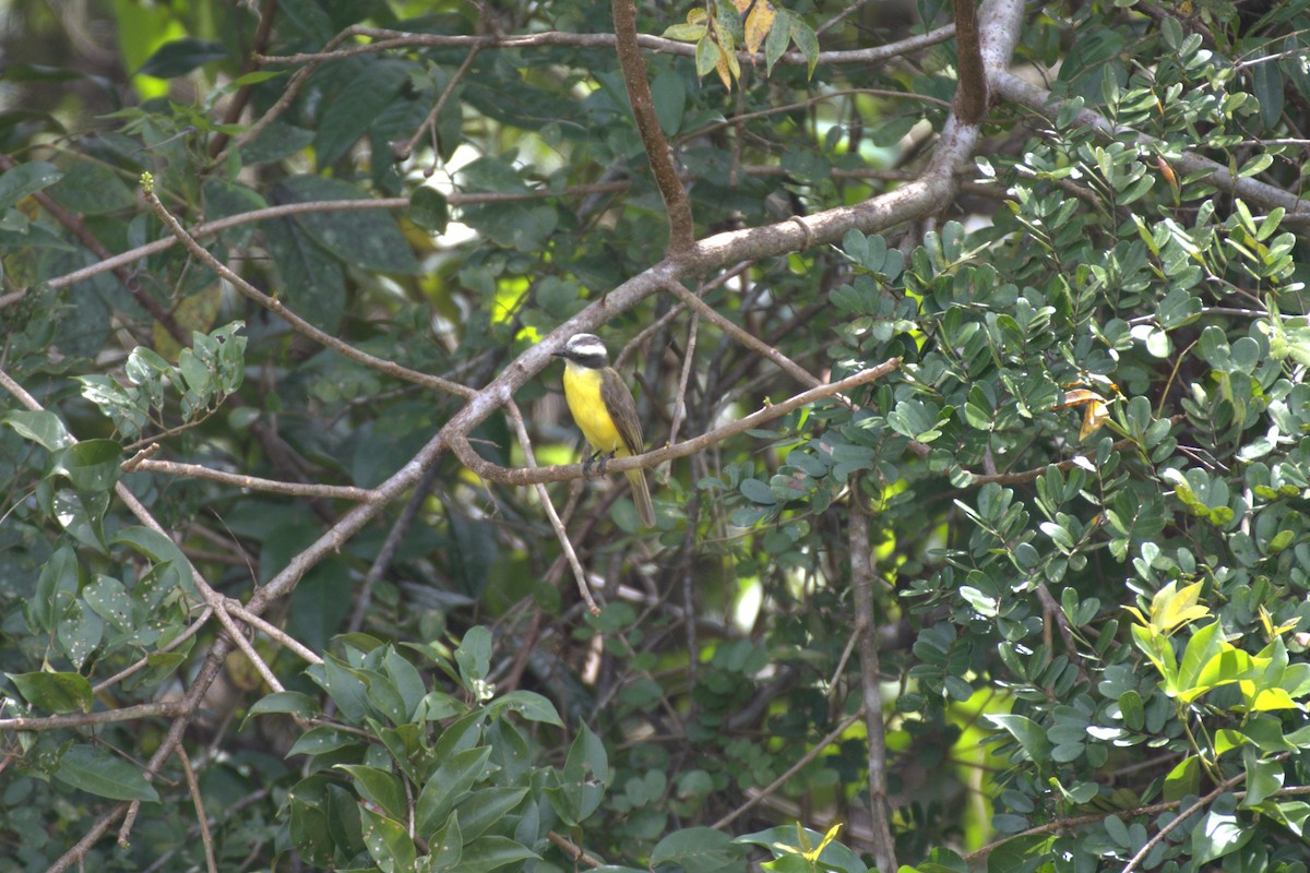 Social Flycatcher - ML628897518