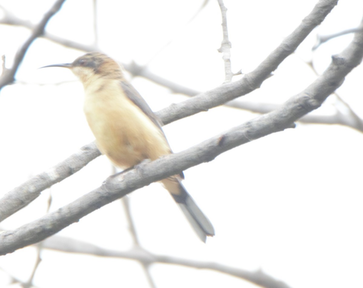 Eastern Spinebill - ML628897567