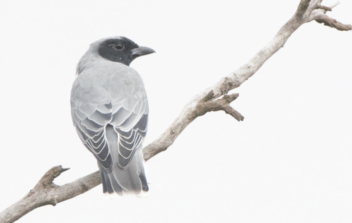 Black-faced Cuckooshrike - ML628897575