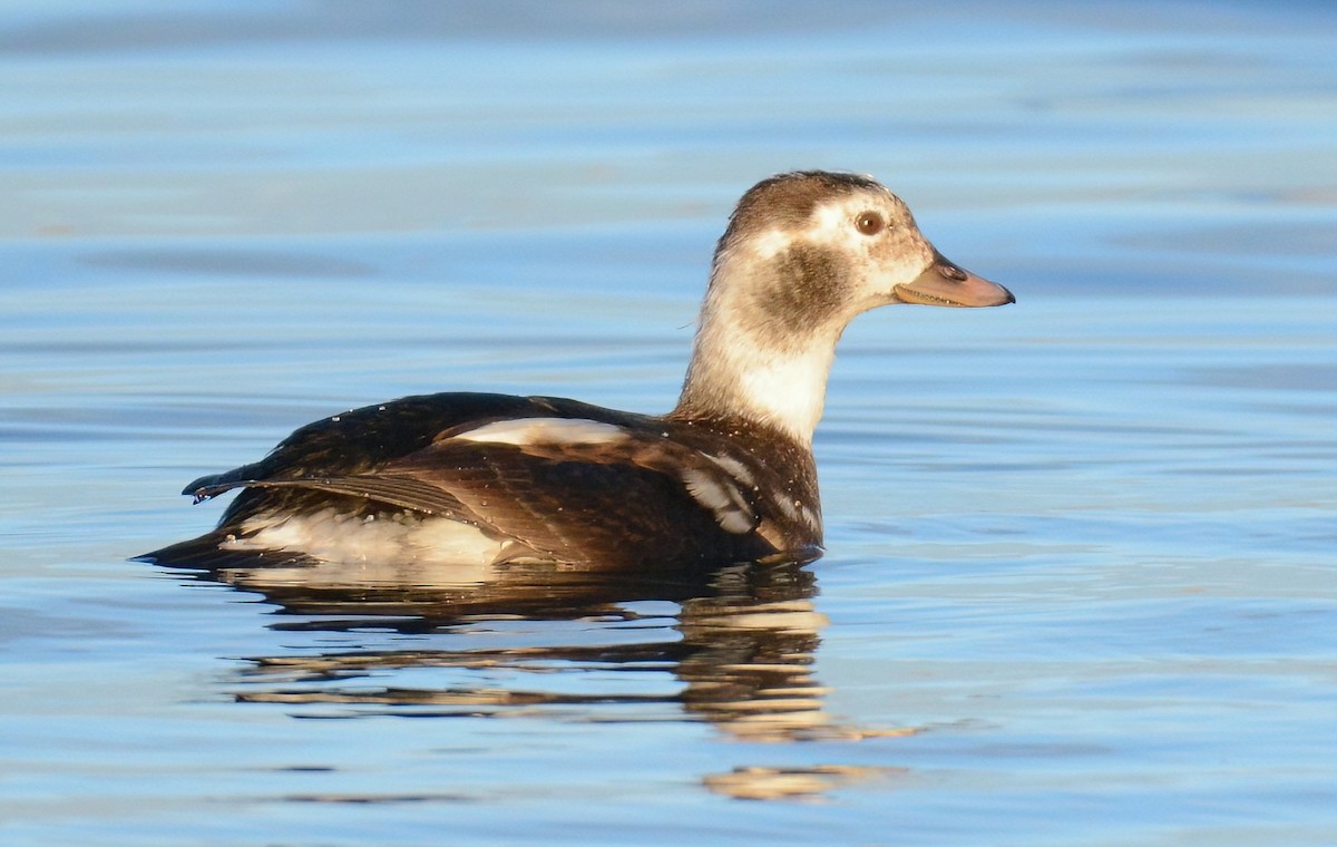 Long-tailed Duck - ML628897611