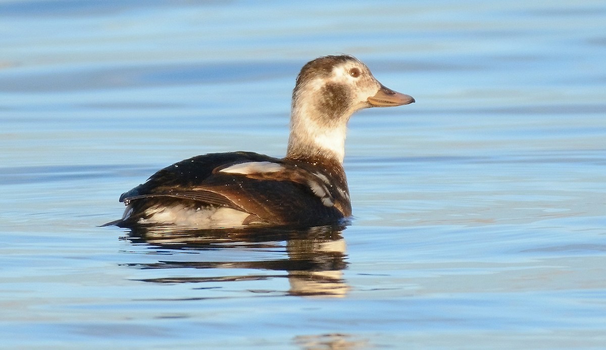 Long-tailed Duck - ML628897711