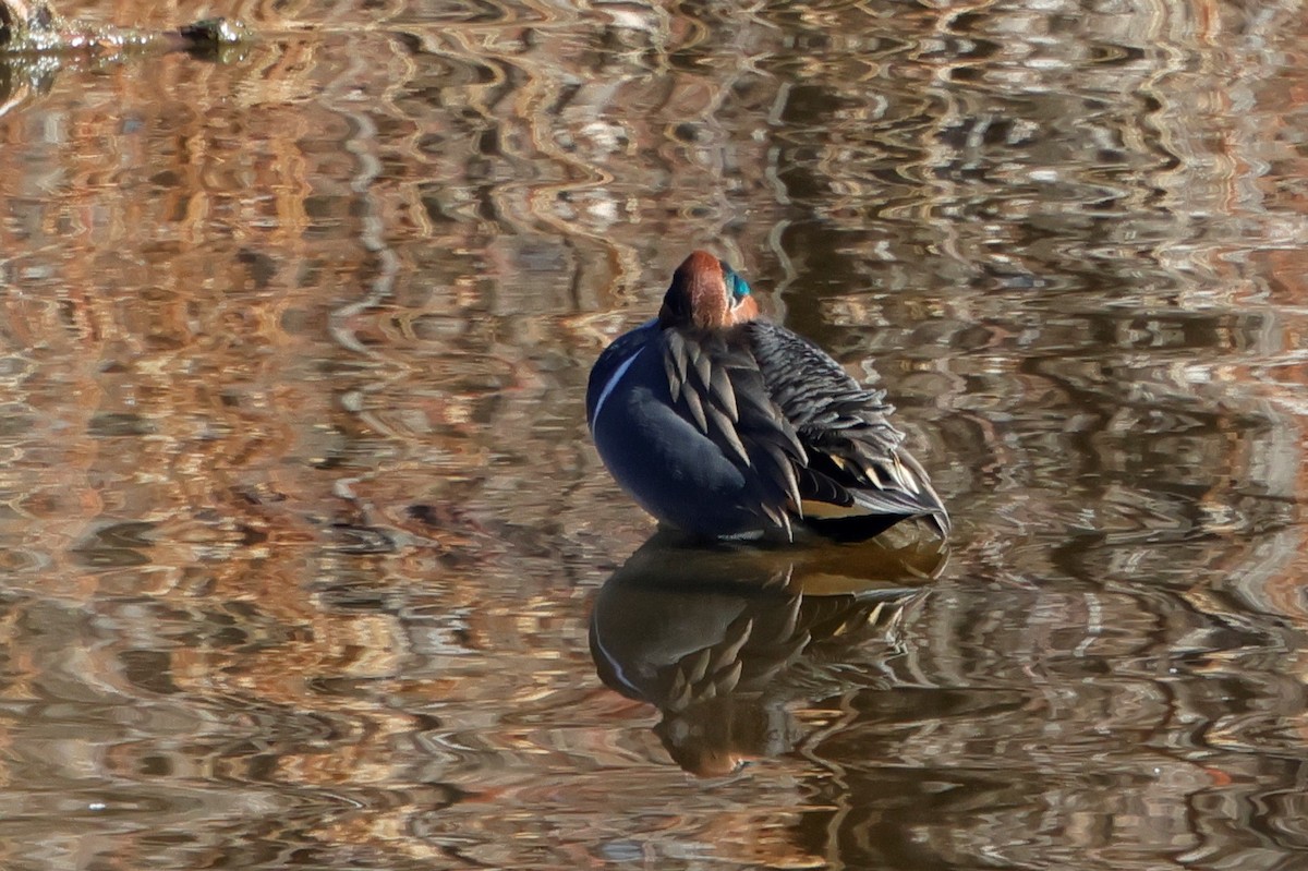 Green-winged Teal - ML628897734