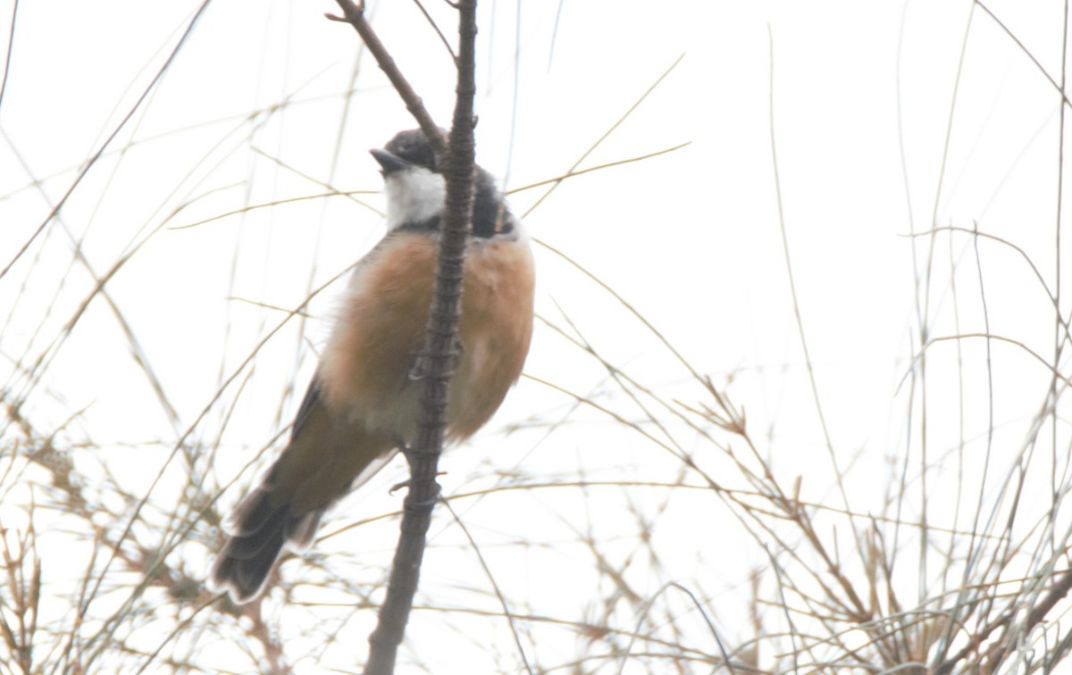 Rufous Whistler - ML628897820