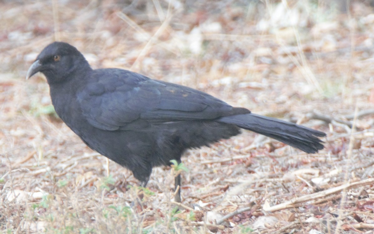 White-winged Chough - ML628897837