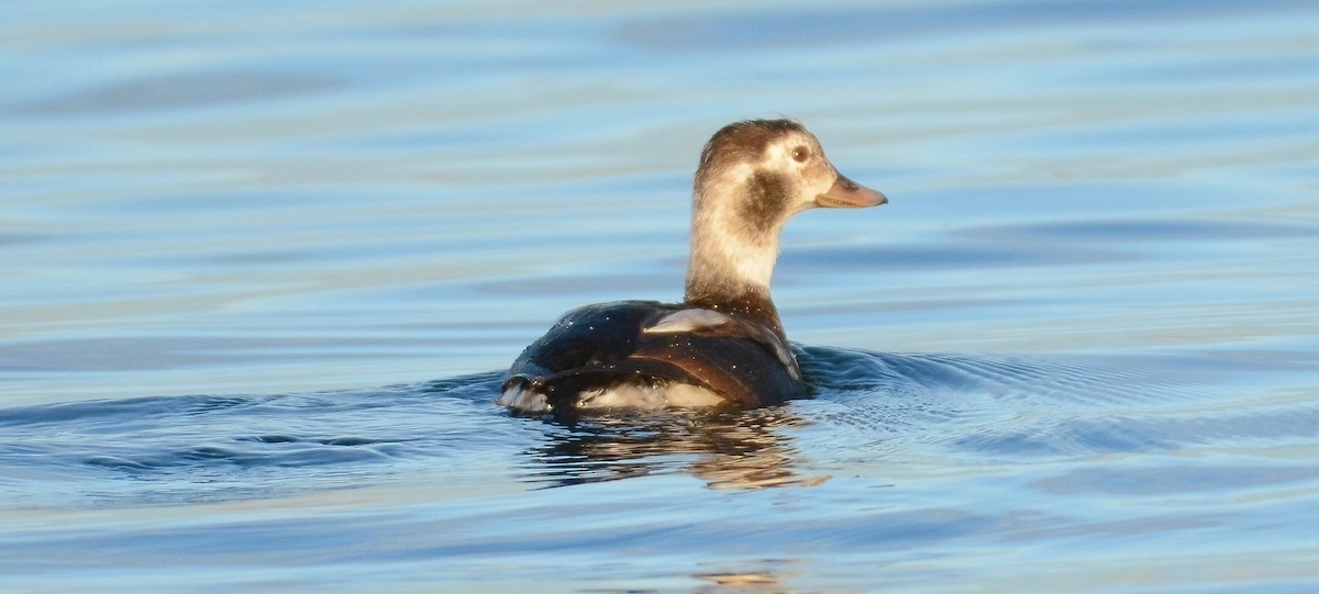 Long-tailed Duck - ML628897889