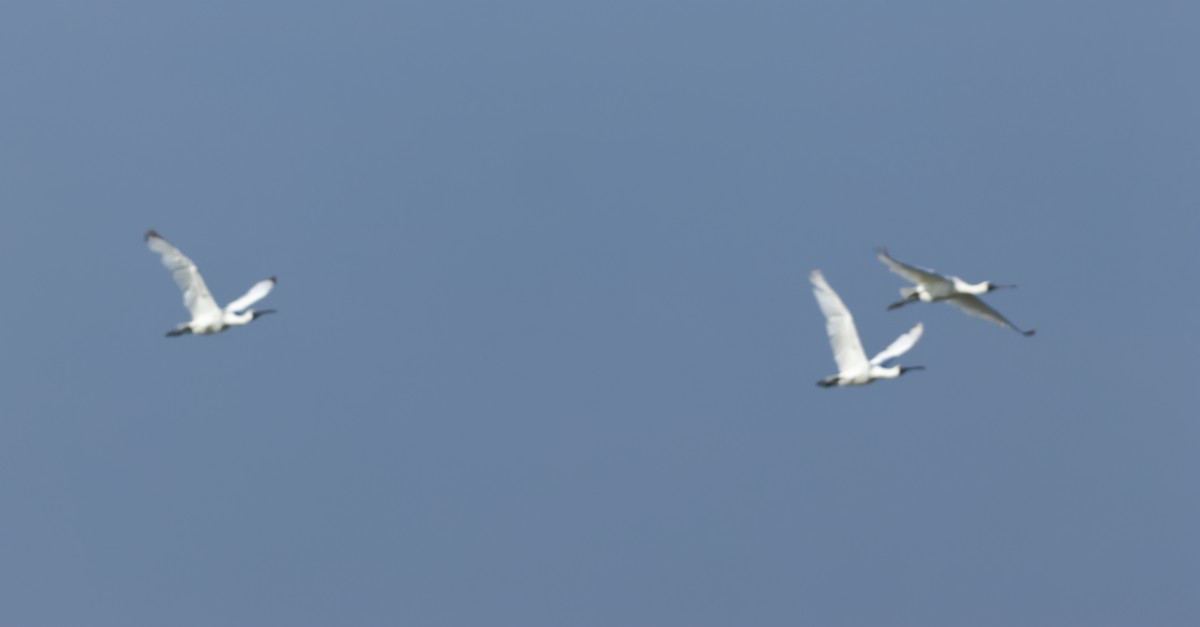 Black-faced Spoonbill - ML628897949