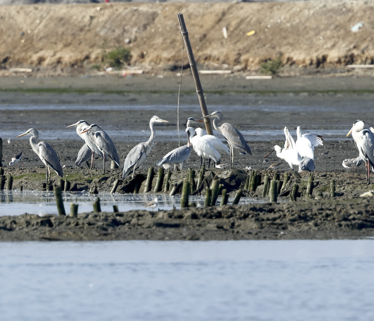 Black-faced Spoonbill - ML628897968